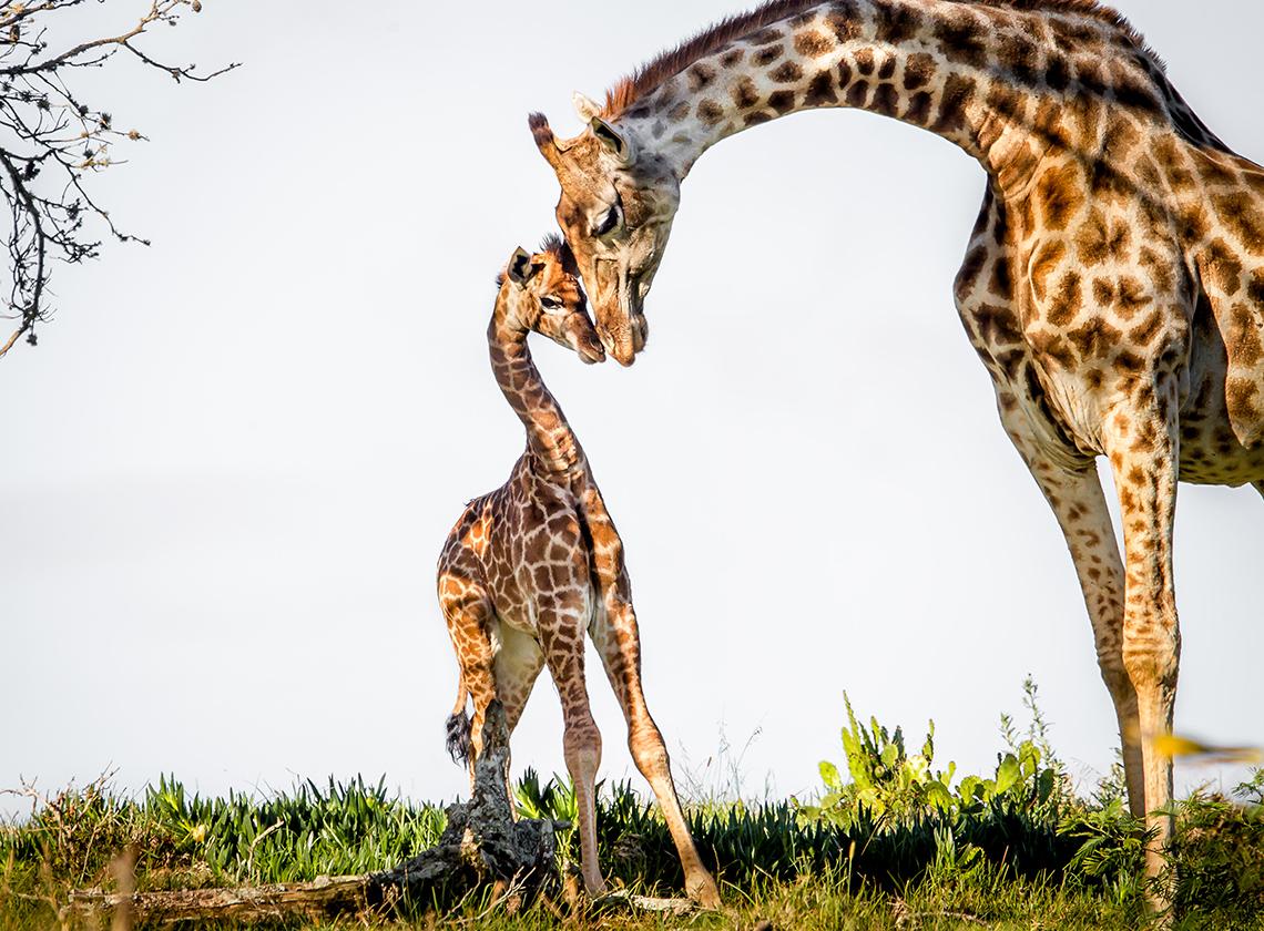 Когда у жирафа рождаются дети?