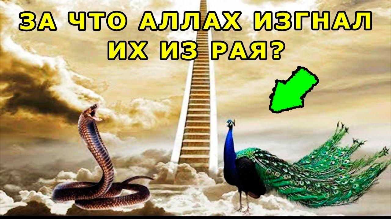 Кто из животных попадет в Рай?