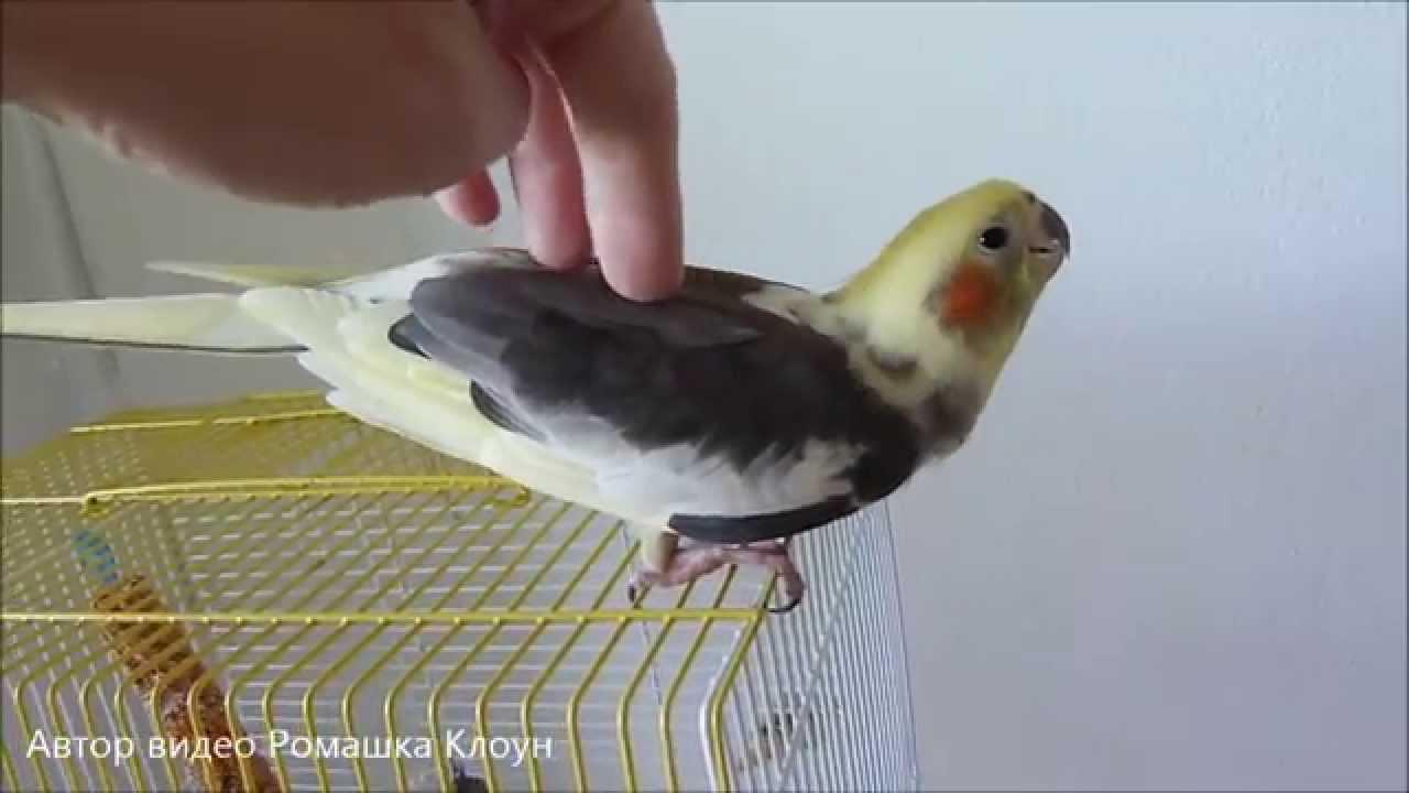 Можно ли гладить попугая?