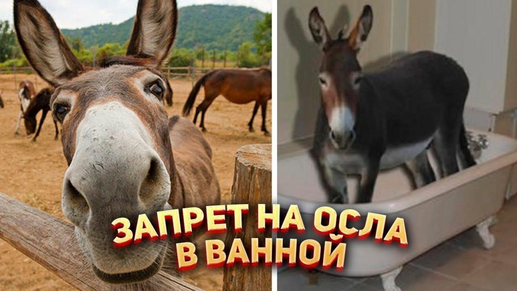 Почему осел харам?