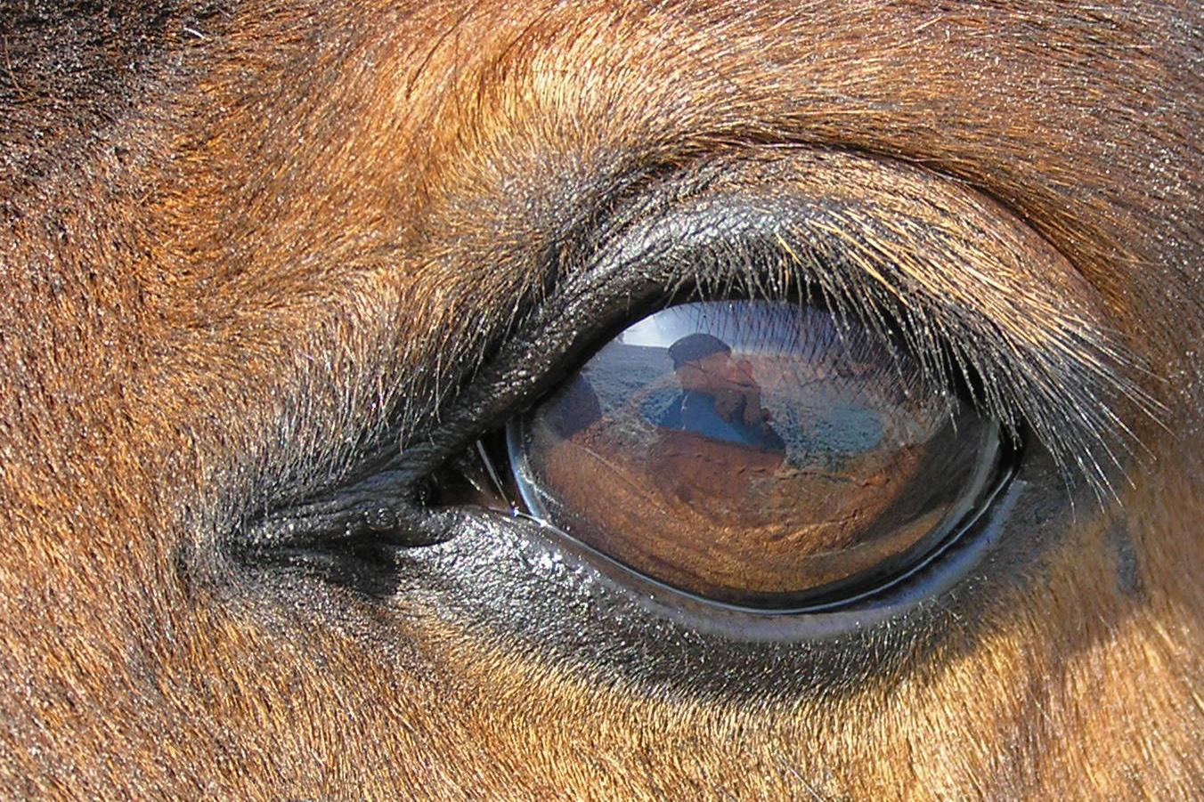 Почему у лошадей красные глаза?