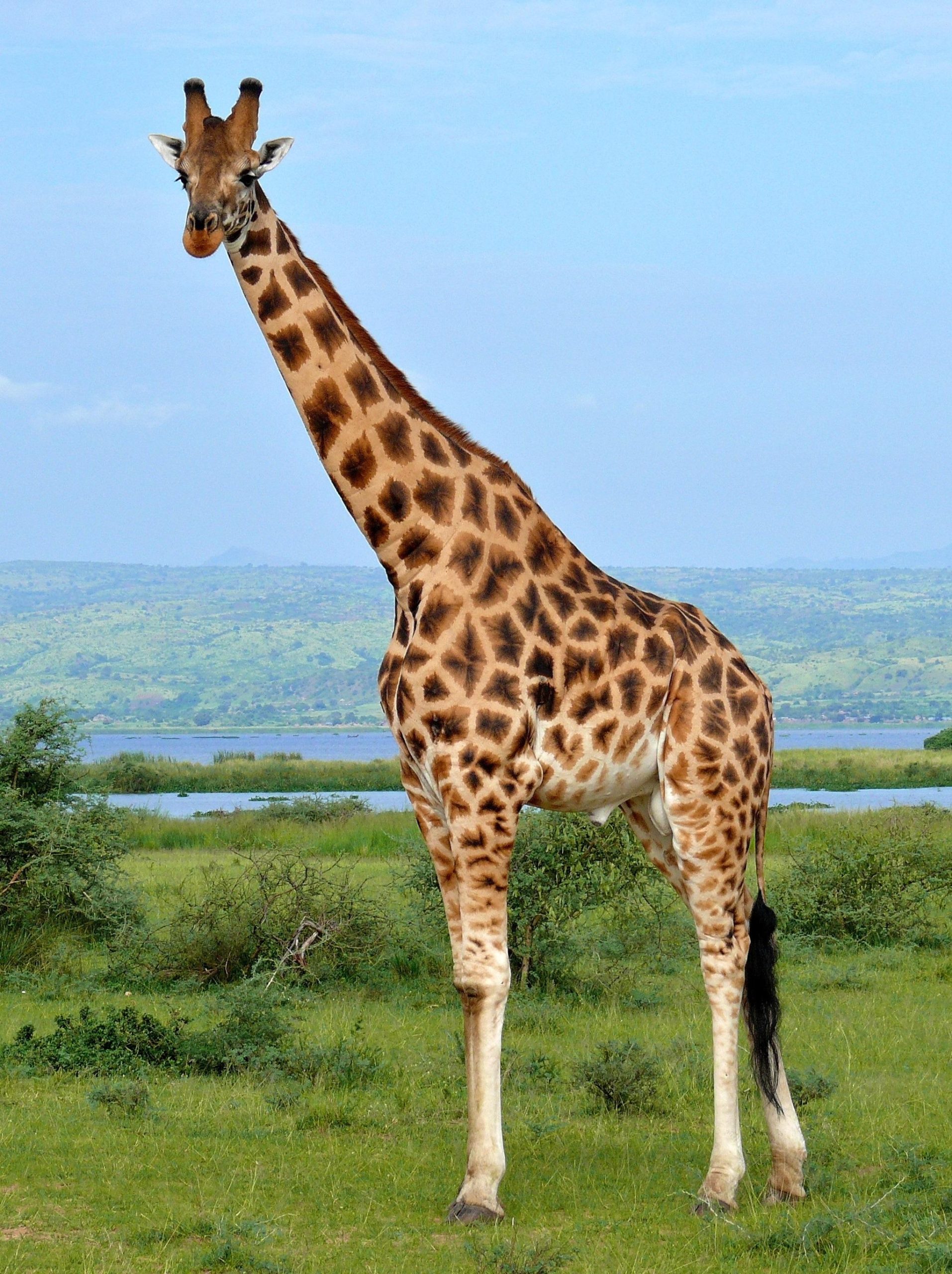 член у жирафа длина фото 79