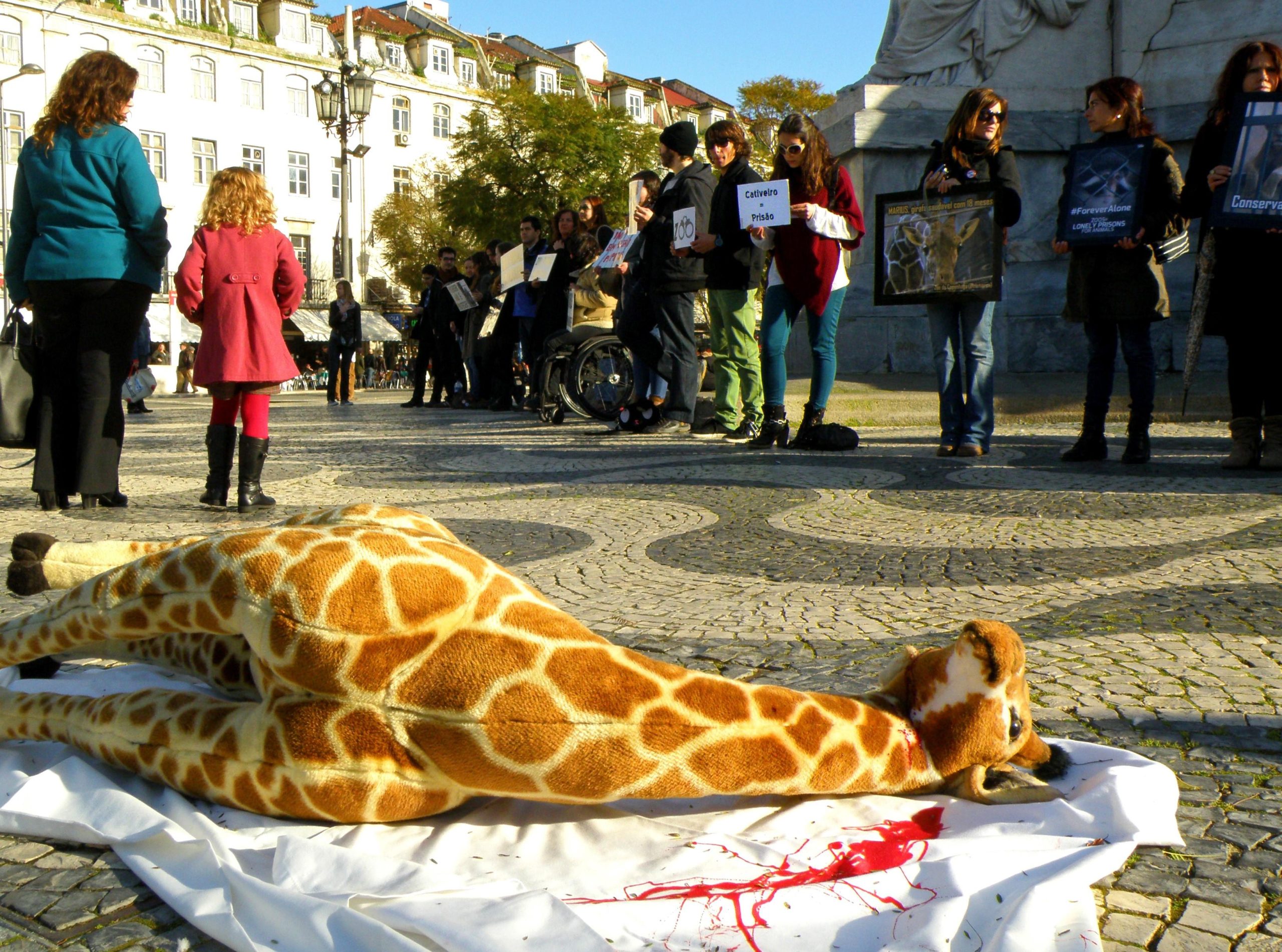 Почему убили жирафа?