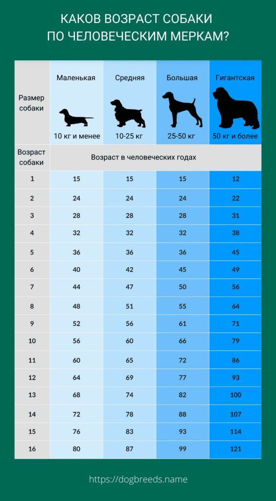 Сколько будет по собачьи 16 лет?