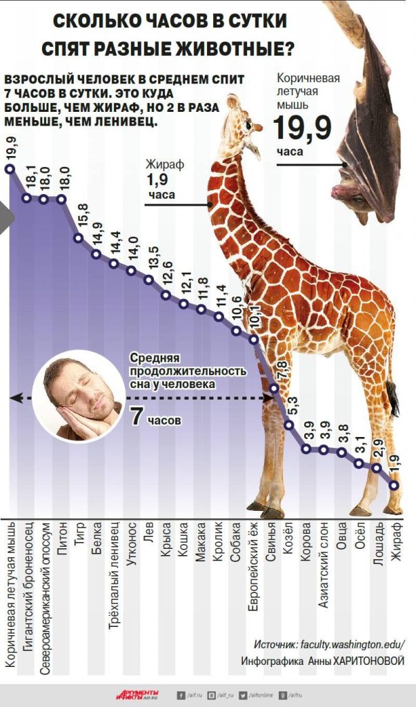 Сколько часов в сутки спит жираф?