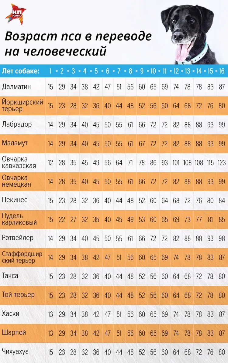 Сколько лет собаки если ей 1 год?