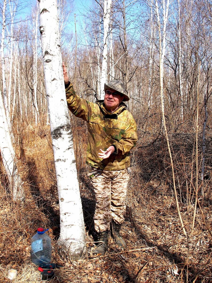 Сколько литров сока можно брать с одной березы?