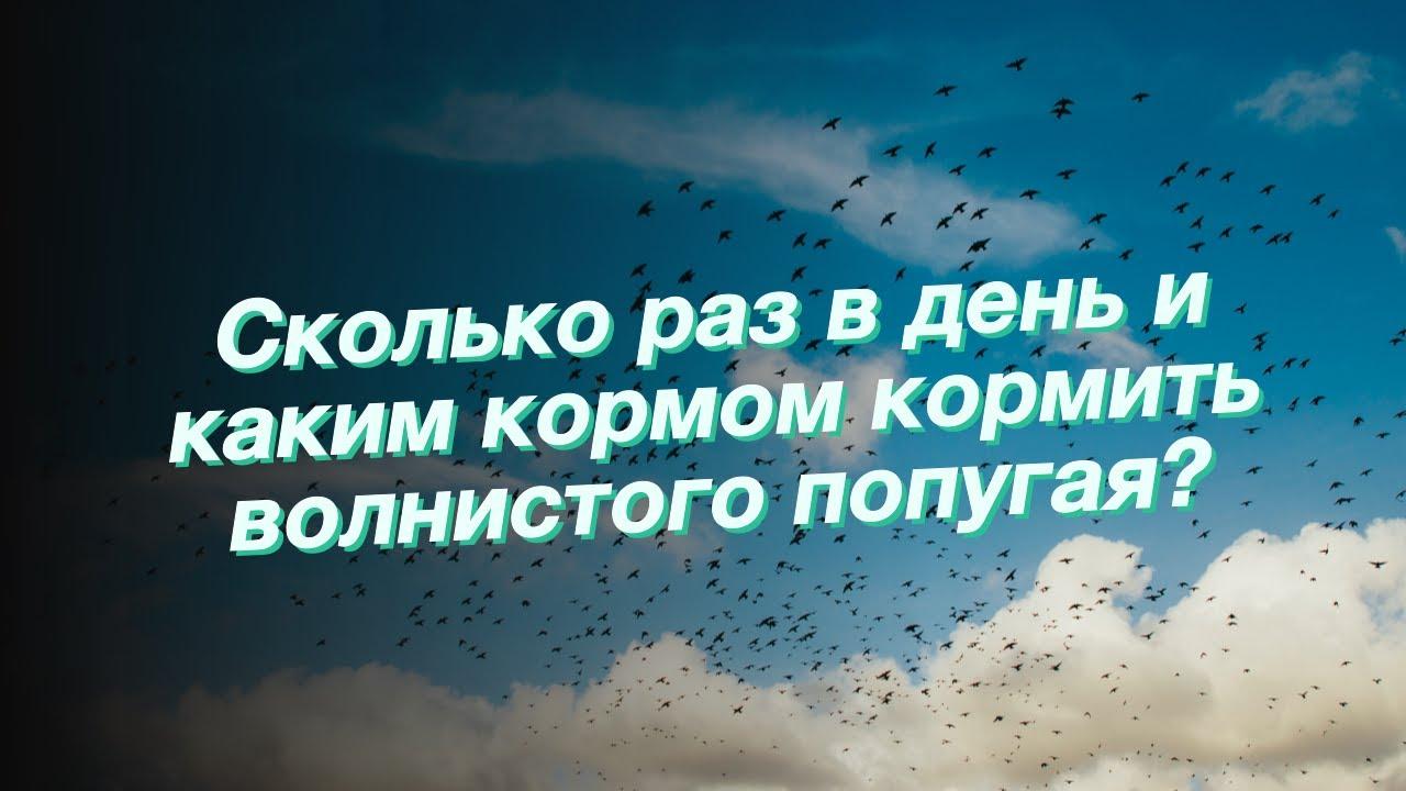 Сколько раз в день нужно кормить попугая?