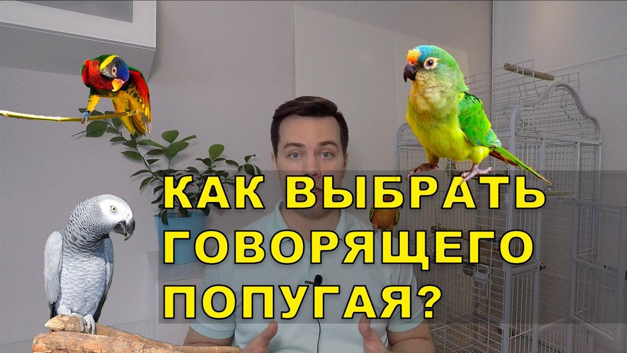 Сколько стоит говорящий попугай?