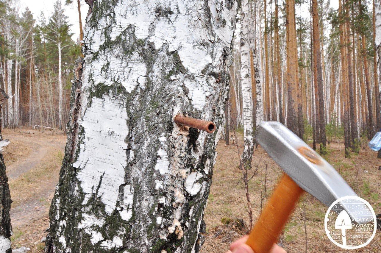 В каком месяце лучше собирать березовый сок?