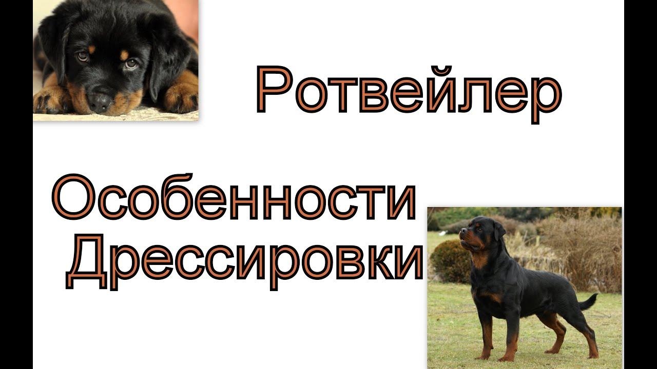 В каком возрасте начинают дрессировать ротвейлера?