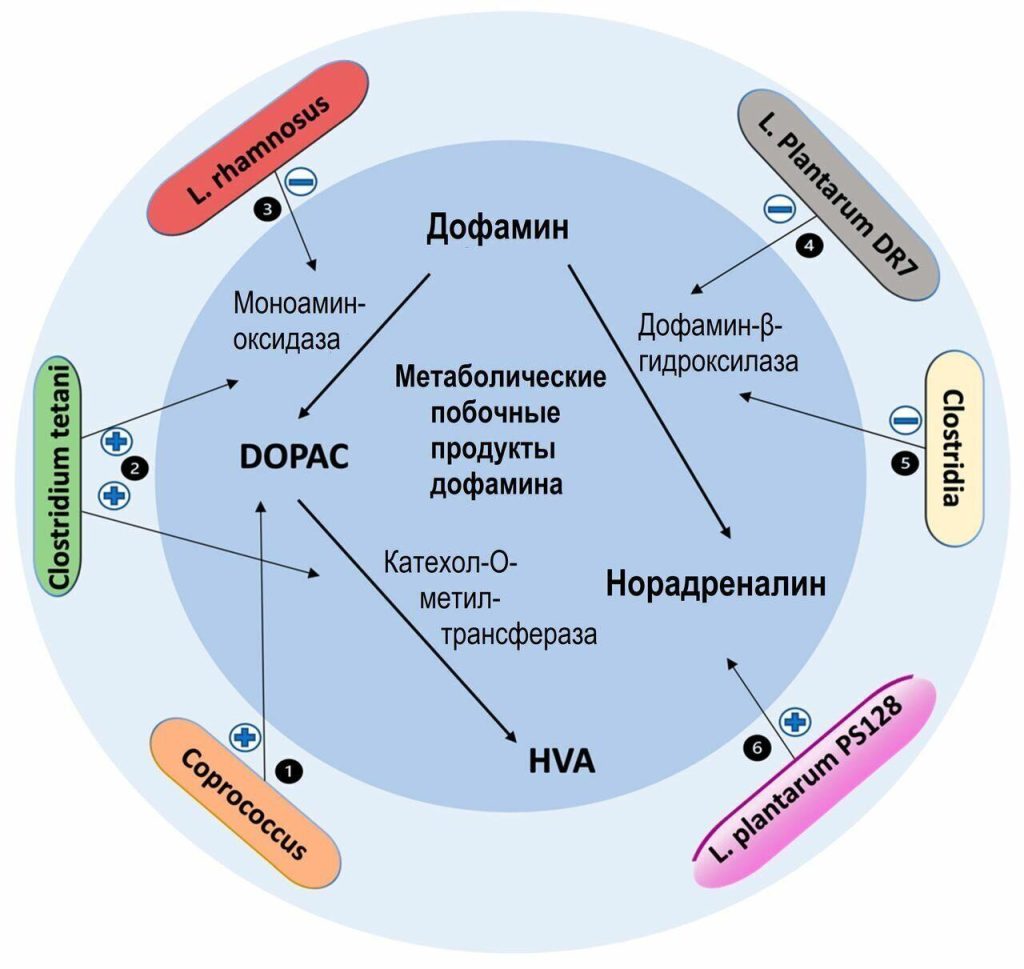 Что способствует выработке дофамина