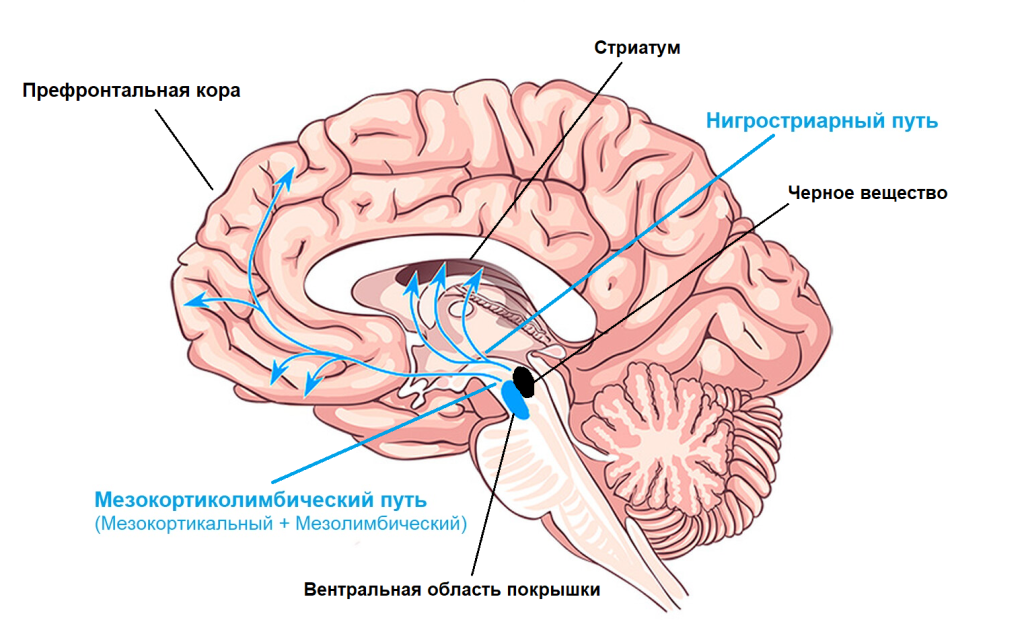 Как повысить дофамин в мозге