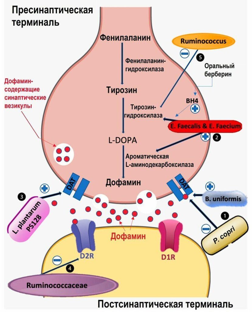 Как восстановить уровень дофамина