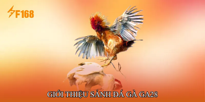 Giới thiệu Sảnh Đá gà GA28 Giới thiệu Sảnh Đá gà GA28